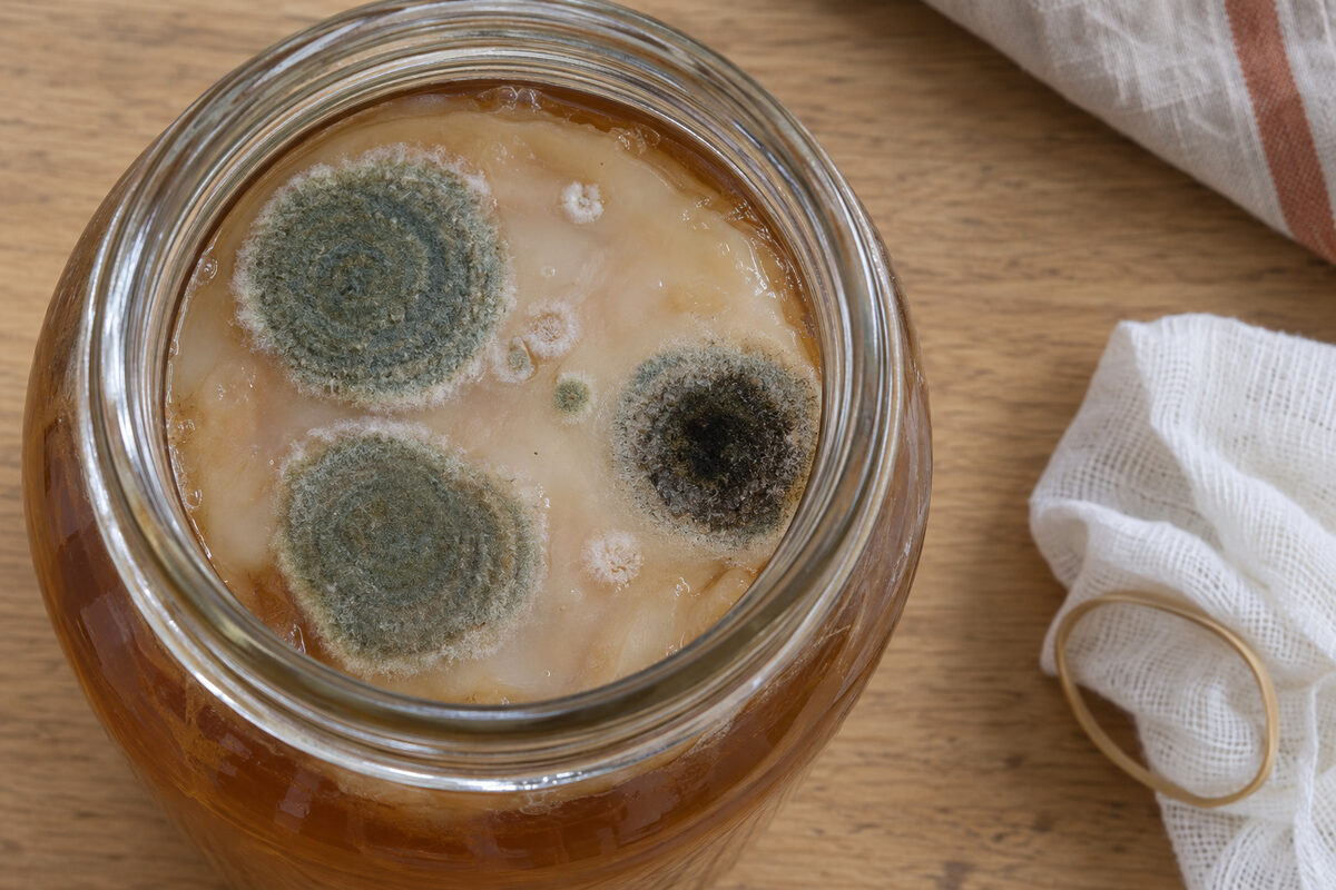 A jar of kombucha seen from above: on the smooth, cream SCOBY, three dry, fuzzy circles of mold in concentric rings, green and one almost black, and a few small white spots
